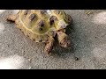 Russian tortoise eating bunny poop?