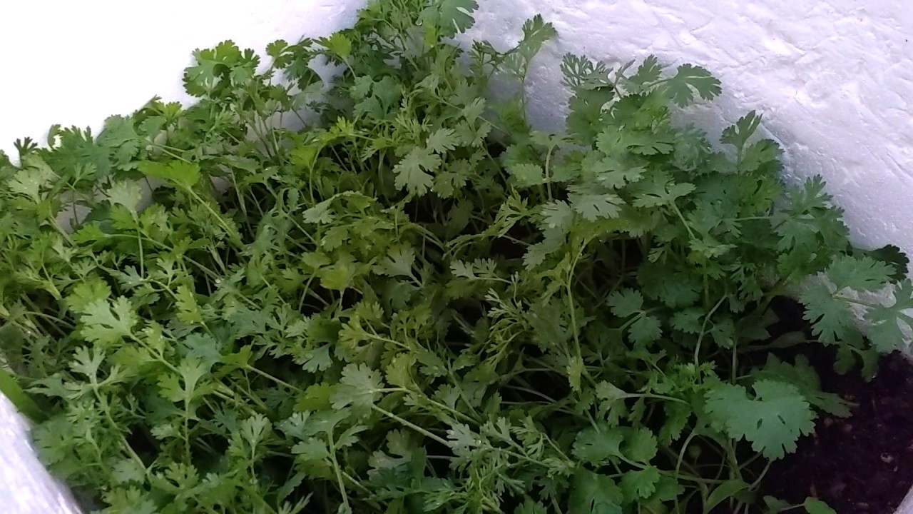 Tomatoes on roof-top garden - YouTube
