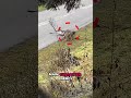 Wild Animal Escapes Gone Wrong 🐆🦬#animalkingdom #savageanimals