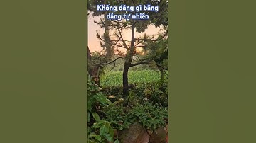 Cây Thông Đen #tamdaonui