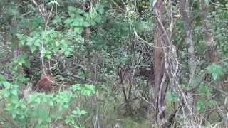 Rusa Deer nsw