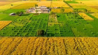 Village Life Of Okara Panjab Village Life Old Sample. Milaad E Mustafa Short Videao