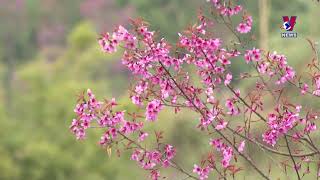 Wild peach blossom festival kicks off