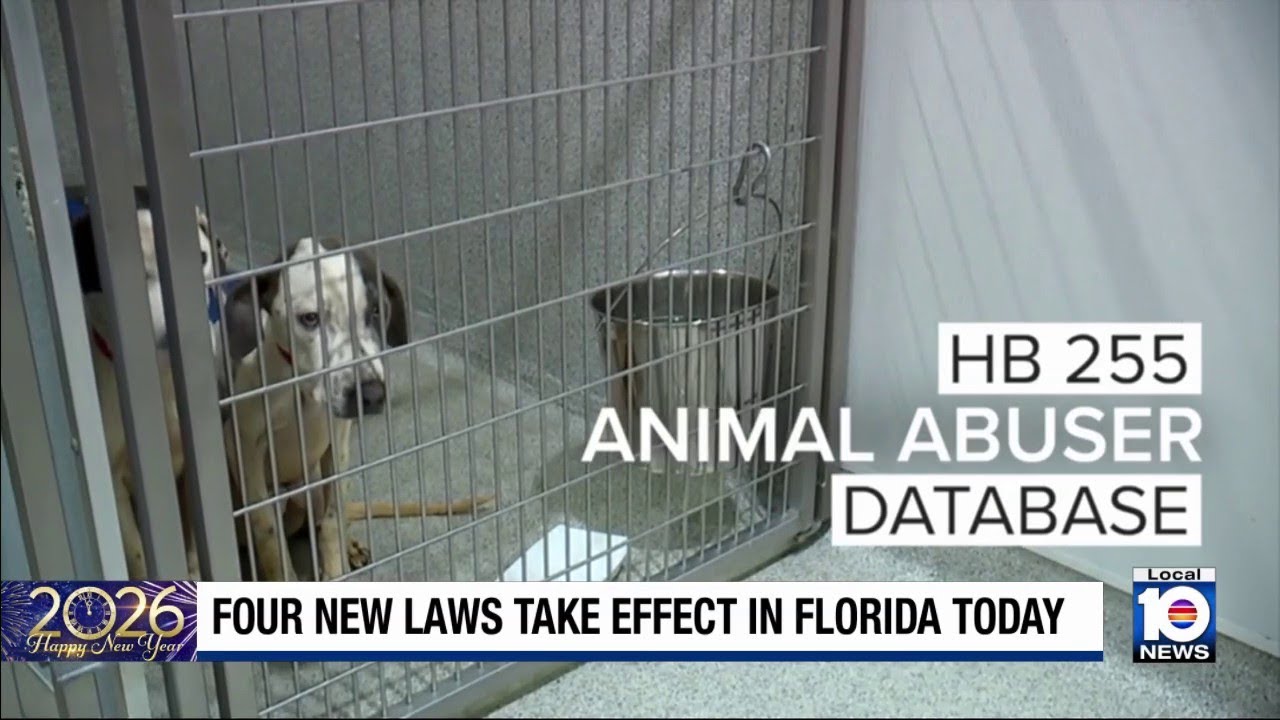 Several new laws go into effect in Florida - YouTube