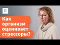 Общий адаптационный синдром — Анна Усенко / ПостНаука