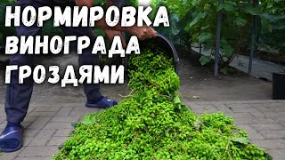 Нормировка винограда гроздями, не пропусти важную операцию!