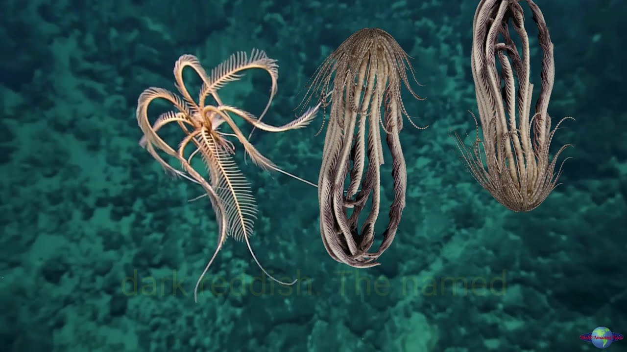 Антарктическая клубничная звезда-перо: жуткое на вид глубоководное существо, похожее на танцующий...