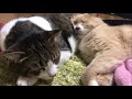 仲良く寝てた♀猫こむぎ＆♂猫だいずが・・・突然！【猫日記こむぎ＆だいず】