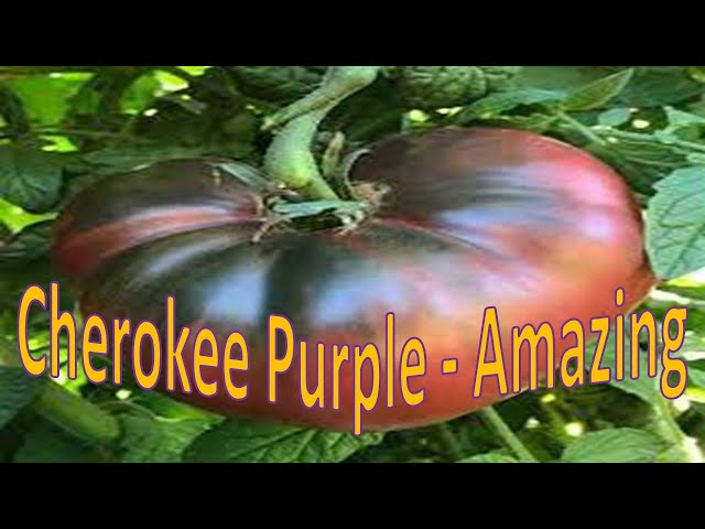 Unbelievable "Cherokee Purple" Tomato Secret Discovered... - YouTube
