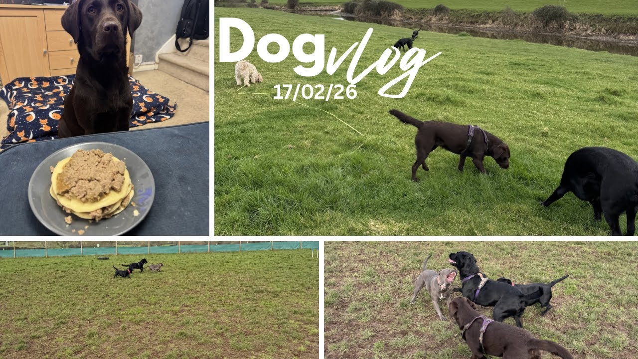 Absolute chaos! A day in the life of a dog walker 🐾