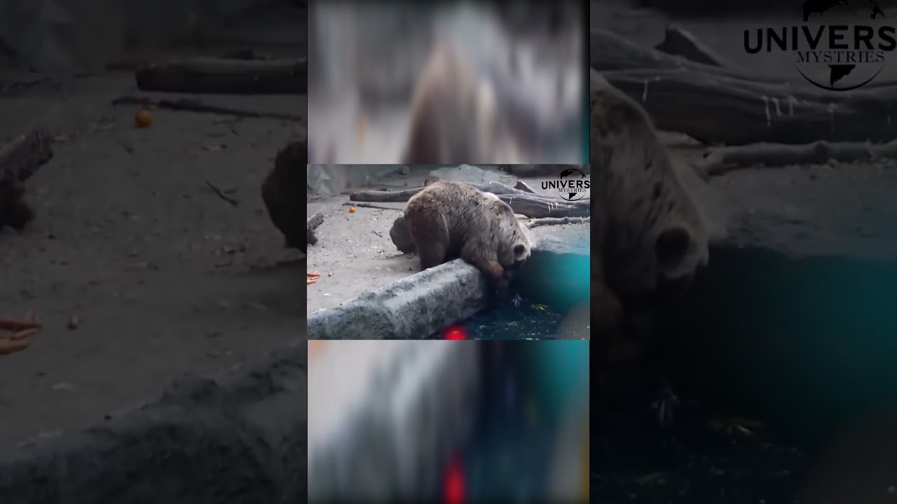 Bear Saves A Crow From Drowning | Shorts