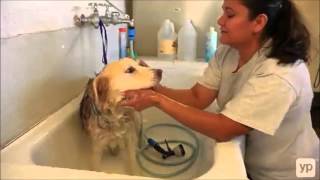 Pet Boarding | Kennels | Phoenix, AZ | Canine Country Club & Feline Inn