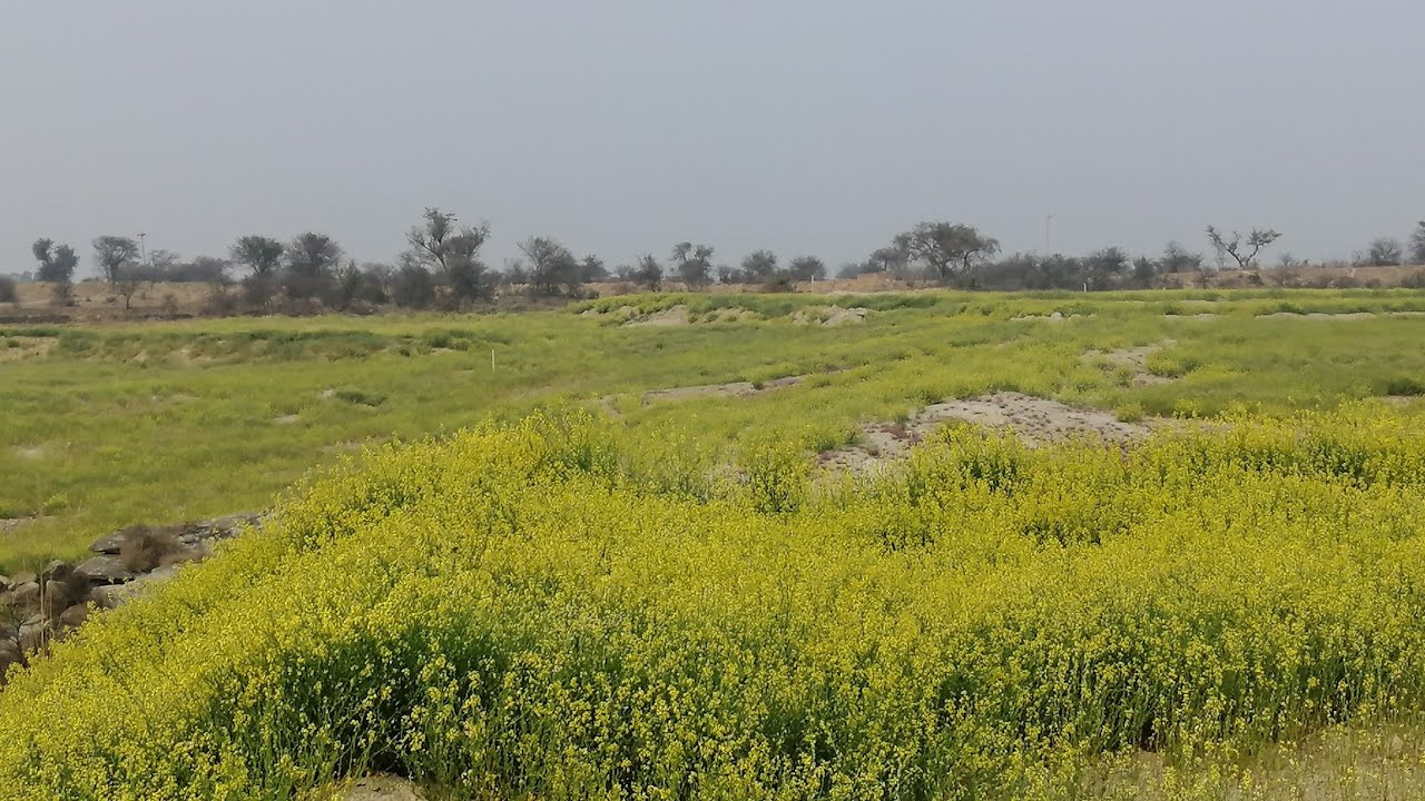 Agricultural Land For Sale In Chakwal. +923330383877 YouTube