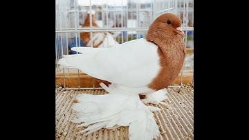 Hai quality fancy pigeon ❤️‍🔥😱 kabutar #shorts #trending #shortvideo