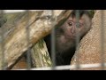 シシオザルの赤ちゃん「ノア」 22.05.20 天王寺動物園 4k動画 Lion-tailed macaque