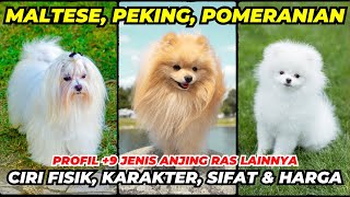 PRICES OF MALTESE DOG, PEKING, POMERANIAN AND OTHERS - TYPES OF DOGS PART 3 by Anjing Peliharaan 3,144 views 1 year ago 10 minutes, 11 seconds