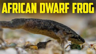 African Dwarf Frog Care Guide - Fun Aquarium Pet That Kids Love!