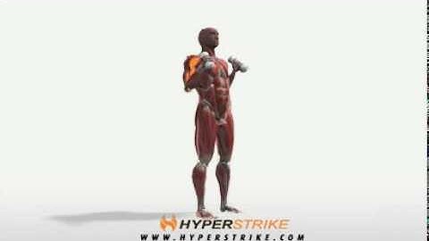 Exercise Videos- Hammer Curl -- Standing