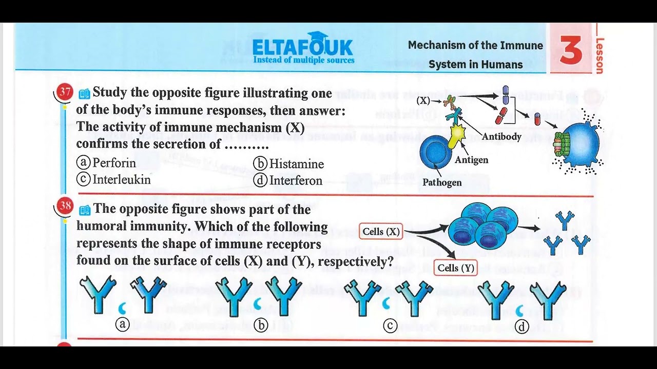 3rd - el tafouk - ch 4 - lesson 3 - 3rd line