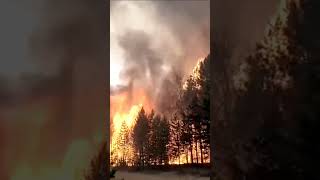 Сильные пожары в Читинском районе Забайкальского края  #pricolis #пожар #чита #байкал #чс #мчс