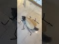 cockroach, most cute and beautiful gifting items #giftsa