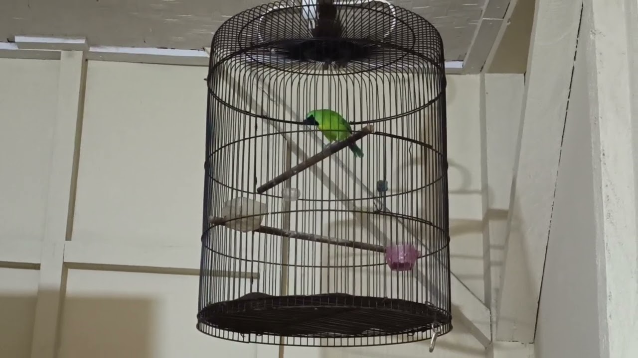 Panggilan Burung Cucak Ranting Cocok untuk Pancingan Agar Rajin Bunyi