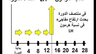 ما هي الدورة الشهرية ؟ هذا الفيديو يجيب عن السؤال