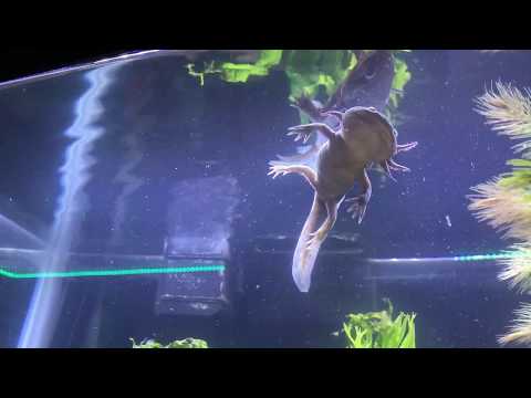 saving-an-axolotl's-life!