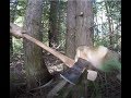 CHOPPING TREES DOWN WITH DOUBLE BIT AXE