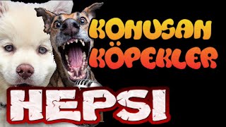 Konuşan Köpekler tüm bölümler - En Komik Köpek Videoları screenshot 2