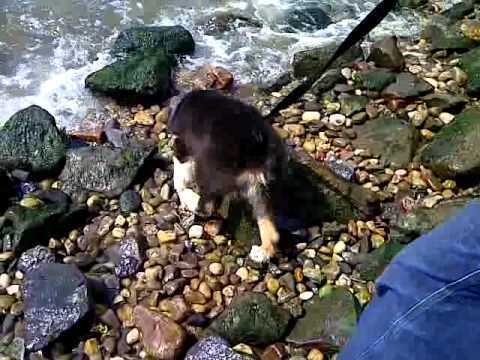 australian shepherd 3 months weight 3 month old australian shepherd harvard u0027s first time at the water australian shepherd 3 months weight 3 month old australian shepherd harvard u0027s first time at the water