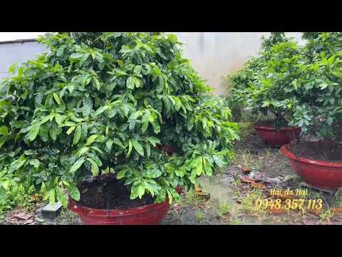 Video Nước quyết định 70% sự phát triển của cây mai vàng nếu... - youtube