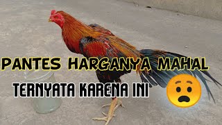 kelebihan ayam wireng kuning -AYAM BANGKOK -