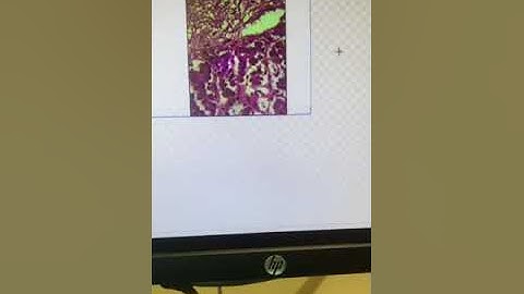 A&P II Week 1-Endocrine Lab