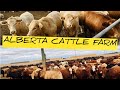 RAISING CATTLE IN ALBERTA,CANADA/ALBERTA BEEF/CANADIAN EXPORTS #Bestbeef #CattleFarm