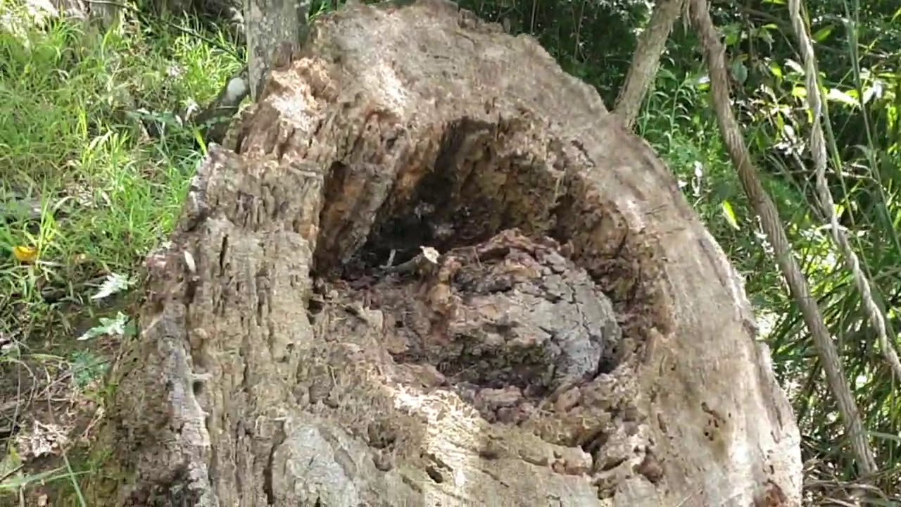 Manly Scenic Walk, Sydney Harbour National Park