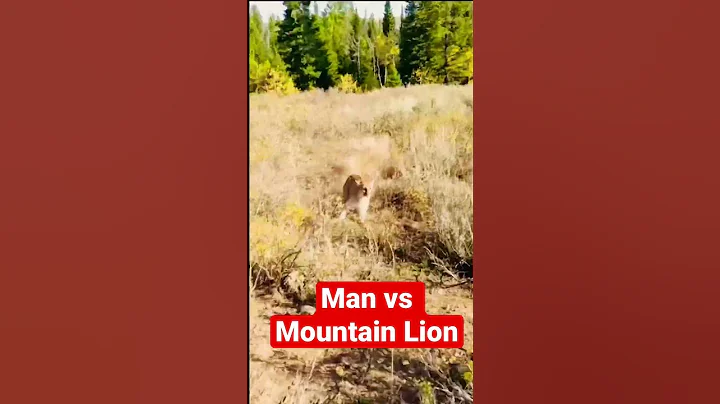 Man vs Mountain Lion Amazing Video. #lion #mountain #viral #instagood #outdoors #shorts #lucky #wow