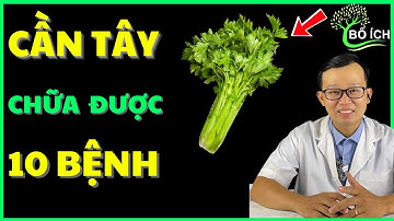 10 Lợi Ích Của Cần Tây Chữa Được 10 Căn Bệnh Thường Gặp Nhất – Kênh Sức Khoẻ Bổ Ích