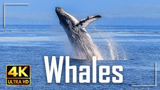 Amazing Whales 4K Video Ultra HD | Ocean Life of Whale | Cinematic Video