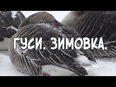 Гуси  Зимовка