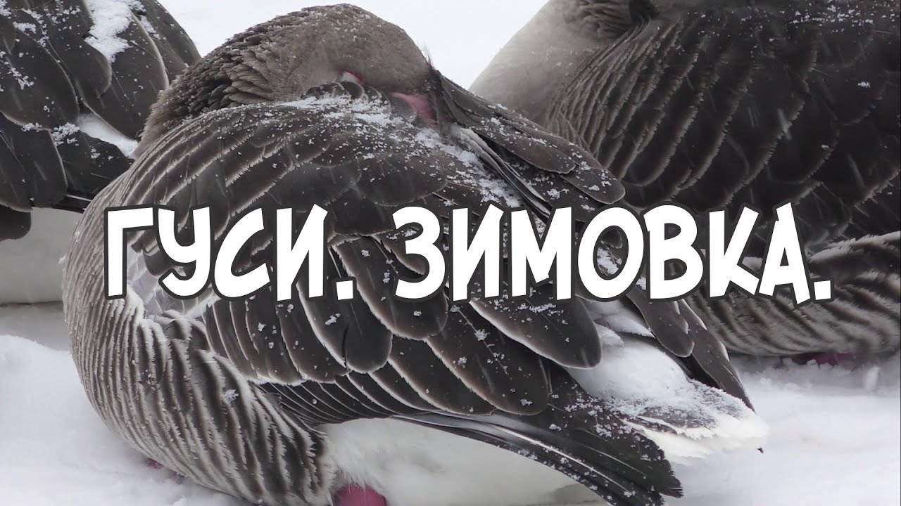 Гуси Зимовка