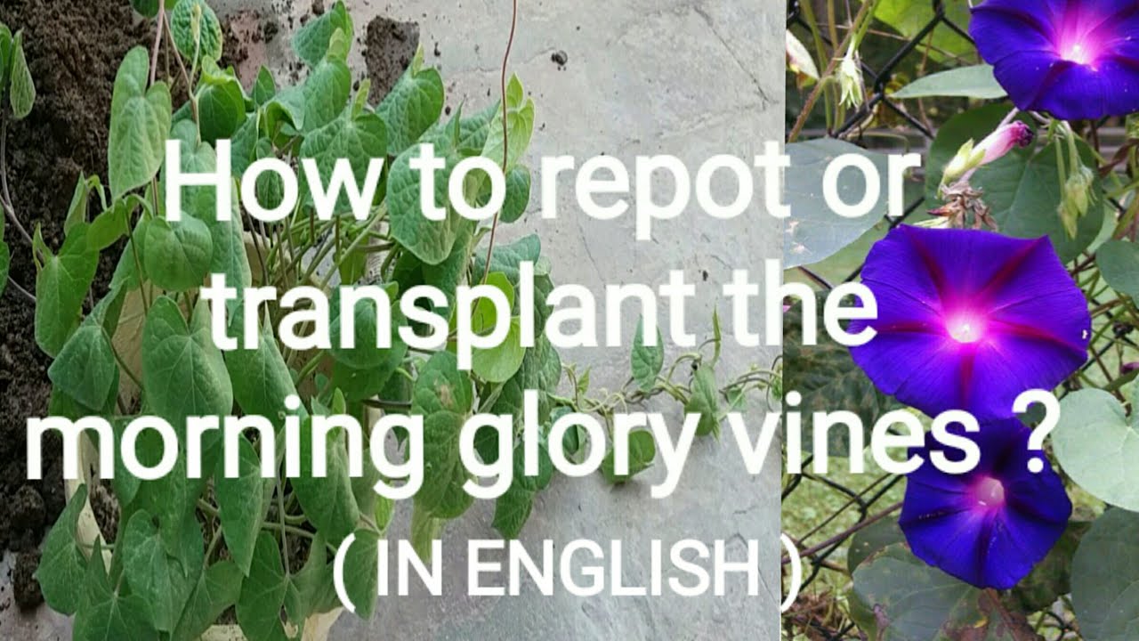 How to repot / transplant morning glory vine ? (in english) YouTube