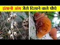 ये पौधे इंसान के अंग जैसे दिखाई देते हैं। Top 8 Plants That Look Like Human Body Parts.