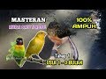 100% Ampuh ✓ Masteran Murai Trotol   Tahap 1 Usia 1 - 2 Bulan |Part 1|