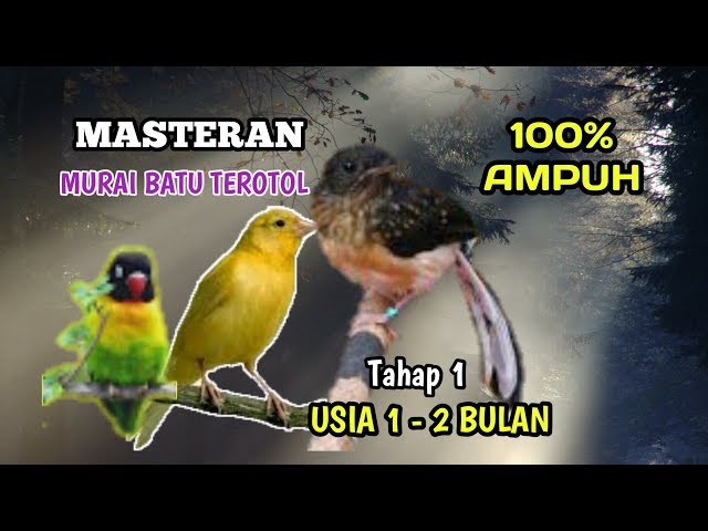 100% Ampuh ✓ Masteran Murai Trotol   Tahap 1 Usia 1 - 2 Bulan |Part 1| class=