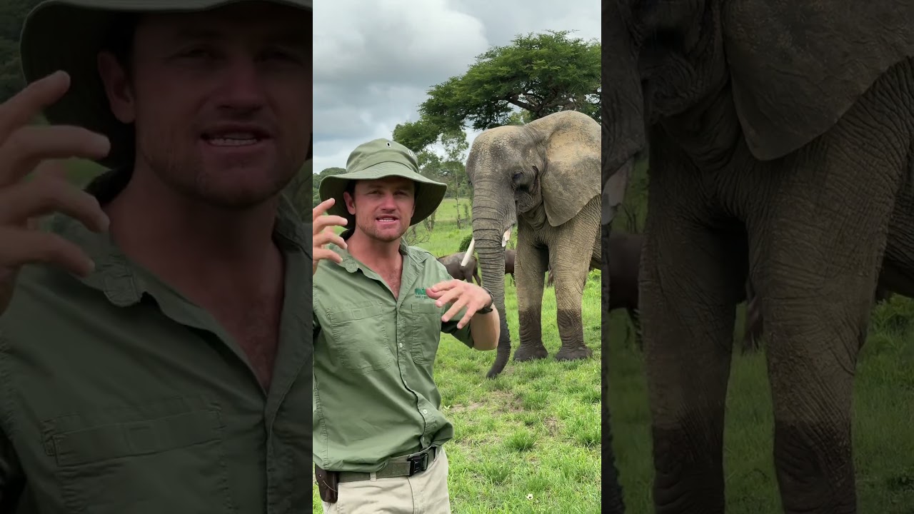 The temporal glands on an elephant are an indicator of stress, excitement and bonding emotions! 🐘😎