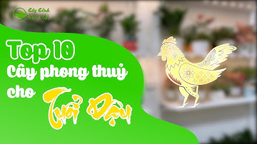 Top 10 cây cảnh phong thuỷ dành cho người tuổi Dậu