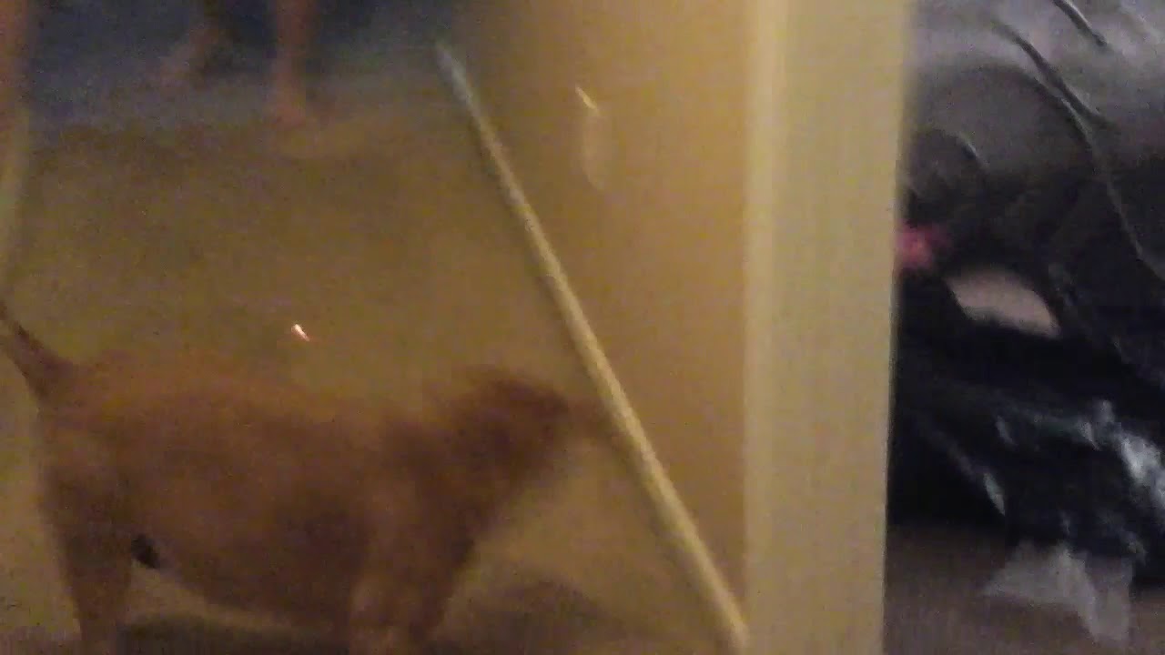 My dog acts like a cat YouTube