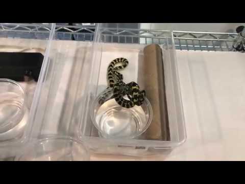 Setting up baby carpet pythons - YouTube