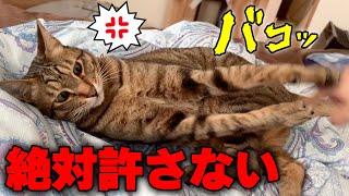 ずっと意地悪してくる飼い主に強烈な猫パンチをお見舞いする猫